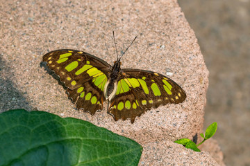 Malachite
