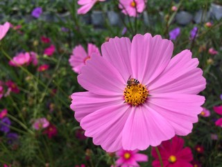 Obraz premium Honey bee Cosmos flowers blooming in the garden