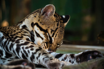 Ocelot Resting
