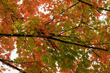 Maple tree branch with turning leaves in autumn