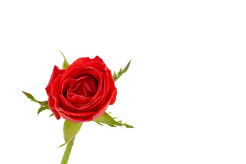 red rose isolated on white background, selective focus