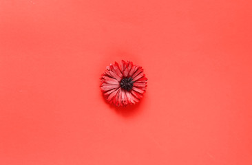 Greeting card of gerbera flower on the background of coral for Valentines Day, Womens Day and Mothers Day holidays. Color of the year 2019 concept. 