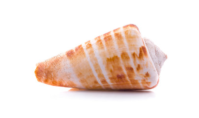 Sea shell on white background