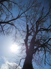 Eastern WA Trees