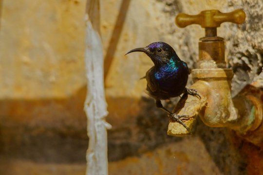 Palestine Sunbird / Cinnyris osea