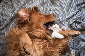 The Golden Hound and the kitten are playing.