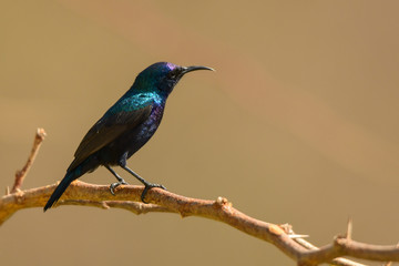 Palestine Sunbird / Cinnyris osea