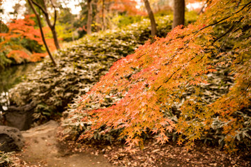 初冬の紅葉