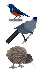 New Zealand bird on a branch