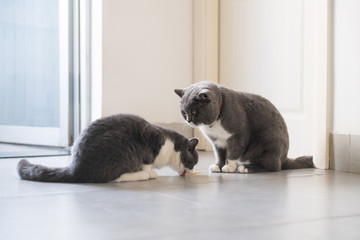 Two British short-haired cats, indoor shooting