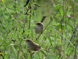 superb fairy wren Australian bird small blown robin wild life