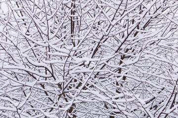 Abstract background image of tree branches in snow. The concept of winter