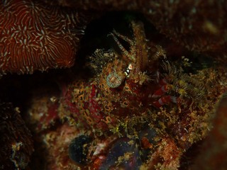 Beautiful underwater world in Sabah, Borneo.