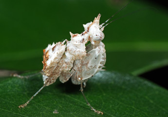 Macro Photo of White Boxer Mantis on Green Leaf