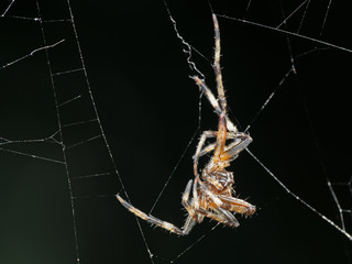 Macro Photo of Spiders are on the Web Isolated on Black Background