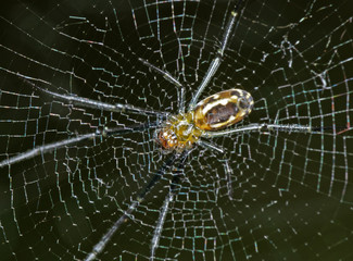 Macro Photo of Spiders are on the Web Isolated on Nature Background
