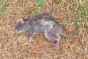 Carcass of dead rat lying on grass floor background