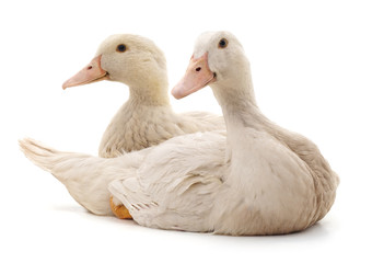 Two white ducks.