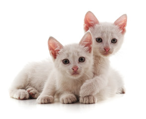 Fototapeta na wymiar Two white cat.