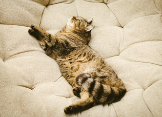 Cute cat  in armchair at home. Cat lying gray chair bag. Close-up.