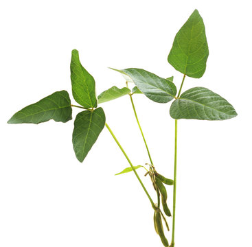 Green soybean pods.