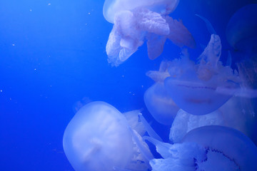 Naklejka premium Group of jellyfish on blue background