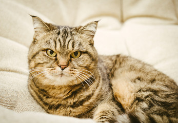 Cute cat  in armchair at home. Cat lying gray chair bag. Close-up.