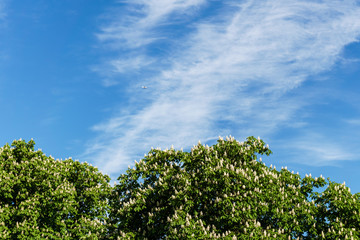 Beautiful natural summer background with chestnut flowers at sunny day.