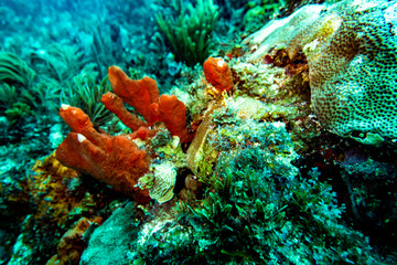 the underwater world of the Caribbean