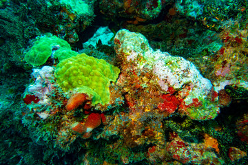 the underwater world of the Caribbean