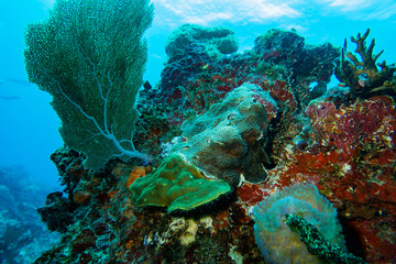 the underwater world of the Caribbean