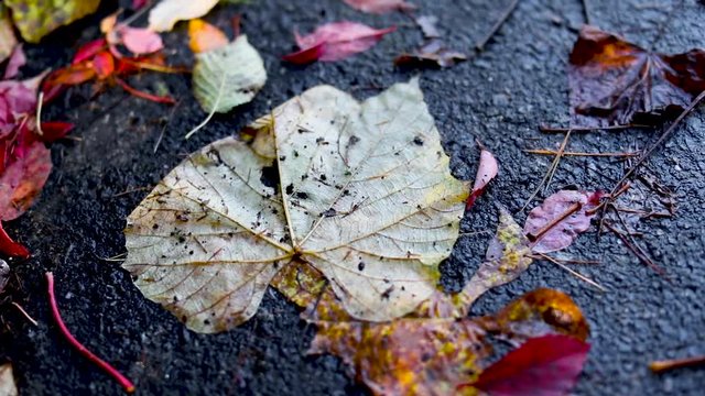 Wet autumn leaves on the pavement after a rainstorm
