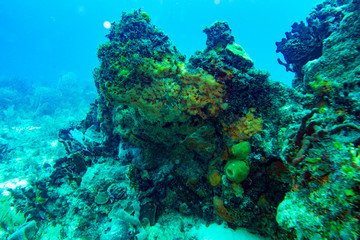 Fototapeta na wymiar the underwater world of the Caribbean