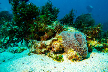 the underwater world of the Caribbean