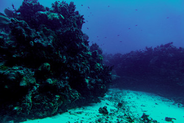 the underwater world of the Caribbean
