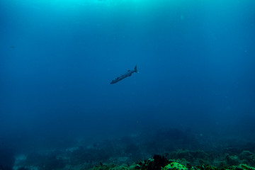 Fototapeta na wymiar the underwater world of the Caribbean