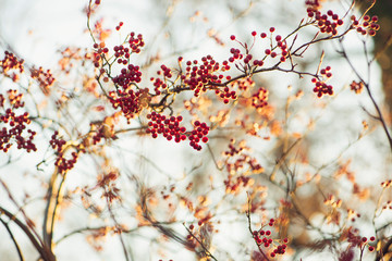 branch of a tree with red berries