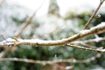 Winter
