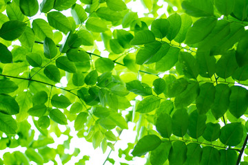 Fototapeta na wymiar Tree branch green leave nature background
