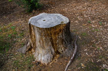 Fototapeta premium 切り株・年輪