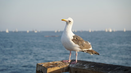 fun seagull on the pier