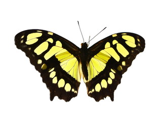 Yellow and black Malachite Butterfly Siproeta stelenes isolated on white background