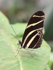 Fototapeta na wymiar Zebra Longwing Butterfly Heliconius charithonia sitting on a leaf