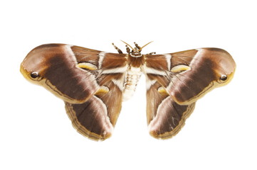 The ailanthus silkmoth Samia ricini isolated on white background