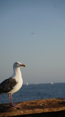 seagull on the pier watching the sunset