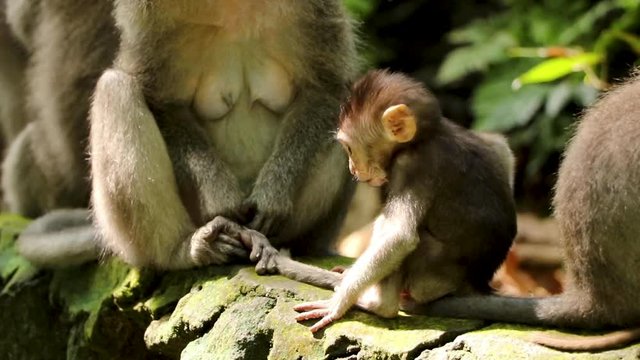 Close up: Baby Monkey (Balinese Macaque) on stone wall scratching itself with mother against jungle background in Scsared Monkey Forest, Ubud Bali.