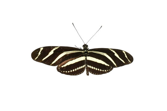 Zebra Longwing Butterfly Heliconius charithonia isolated on white background