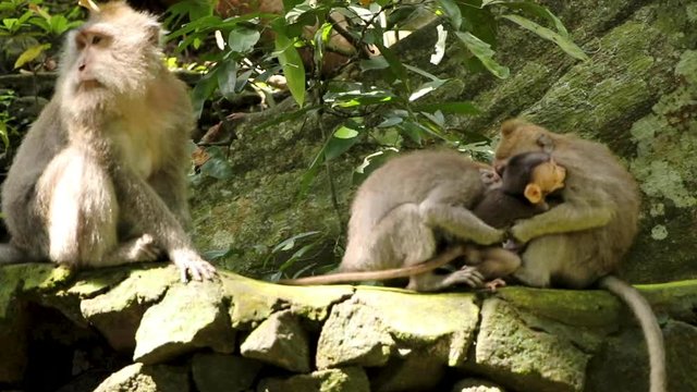 Longtail Macaque baby gets helped up stone wall by family and then attacked by slightly older monkey
