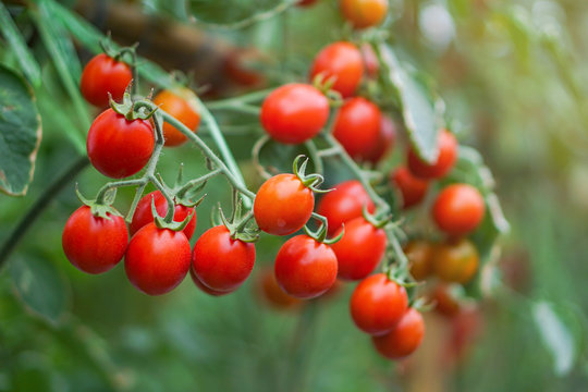 Ripe red tomatoes and colorful variety, hanging on the vine of a tomato tree in the garden.