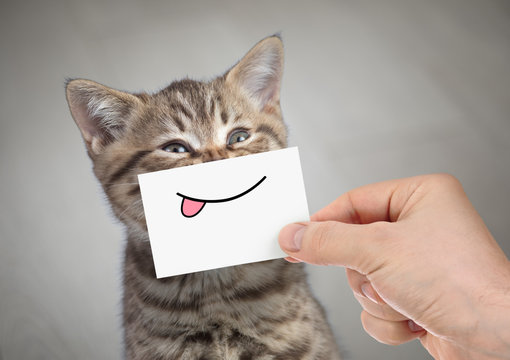 funny cat smiling with tongue